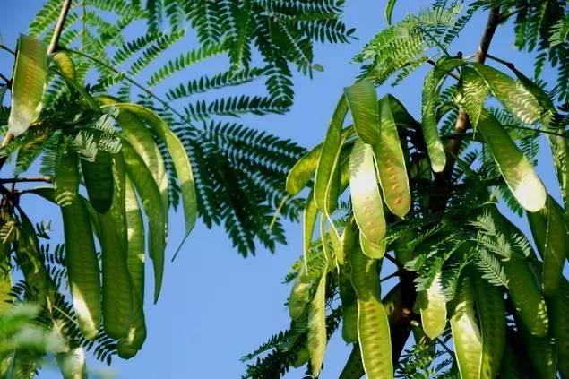 植物果实怎么分类,植物果实的分类