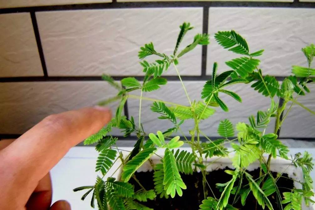 植物果实怎么分类,植物果实的分类