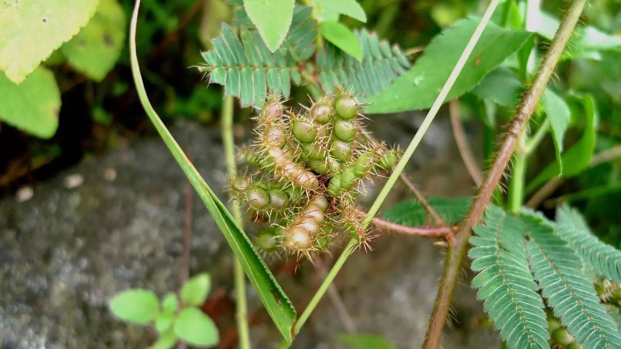 植物果实怎么分类,植物果实的分类