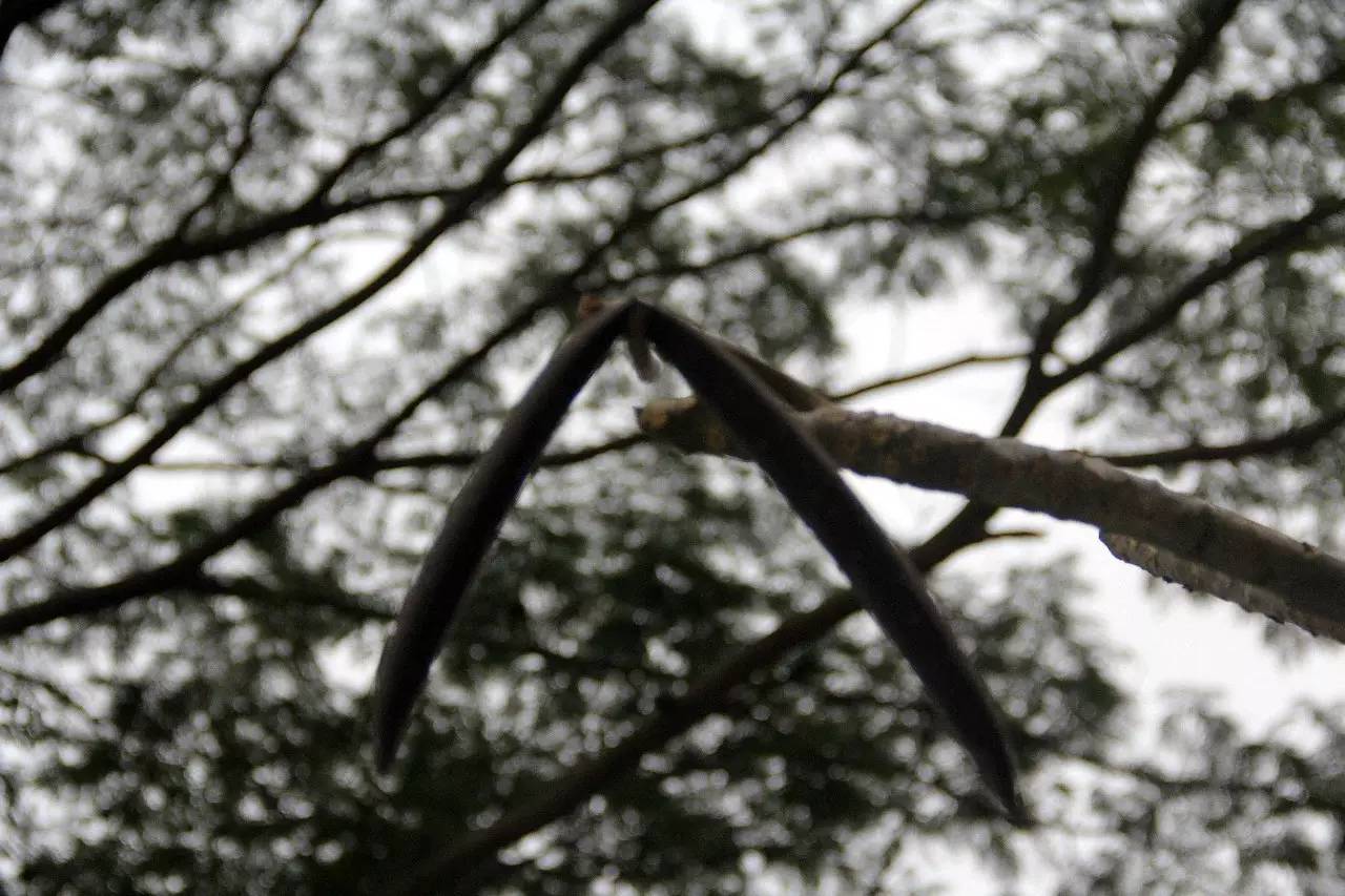 植物果实怎么分类,植物果实的分类