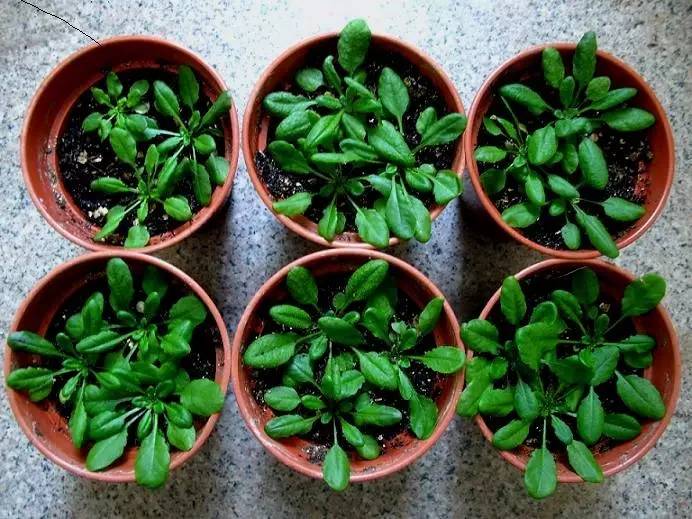 植物果实怎么分类,植物果实的分类