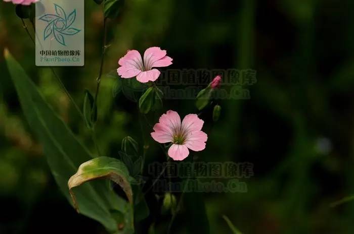 植物果实怎么分类,植物果实的分类