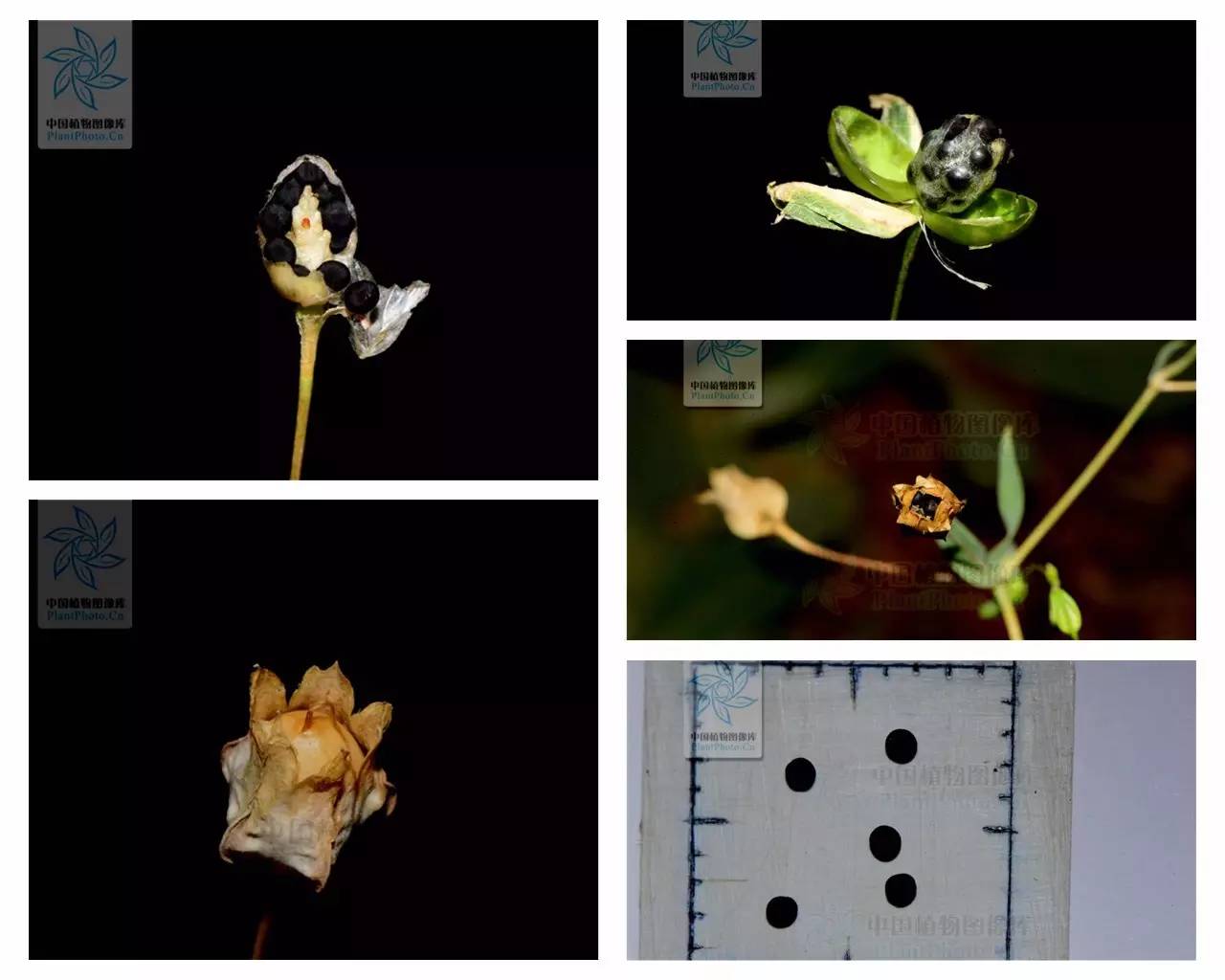 植物果实怎么分类,植物果实的分类