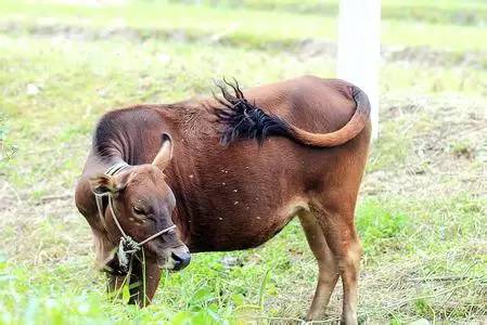牛虻人畜皆害的吸血虫,遇见吸血虫牛虻怎么办