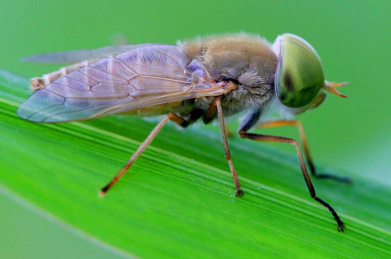 牛虻人畜皆害的吸血虫,遇见吸血虫牛虻怎么办