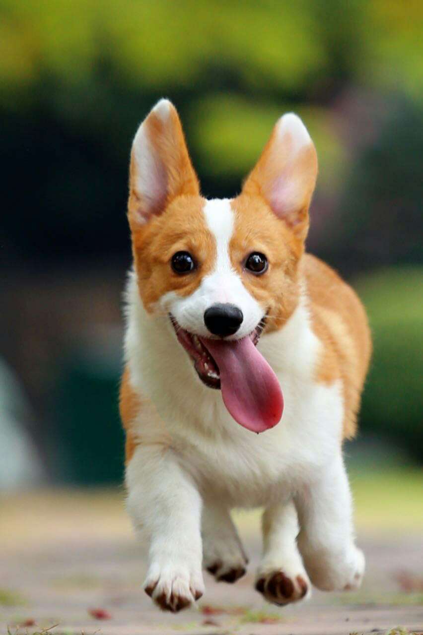 宠佑家:与众不同才是它最大的优势--灭活乳酸菌制剂