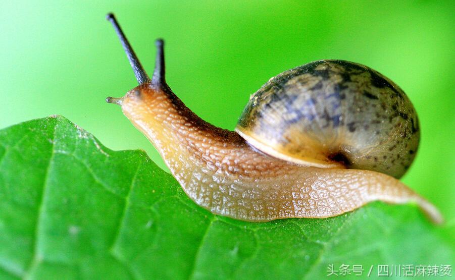 浣犺寰楀嚭鐙楃嫍鐨勫搧绉嶅悧,浣犺寰楀悧鍘熺増瑙嗛