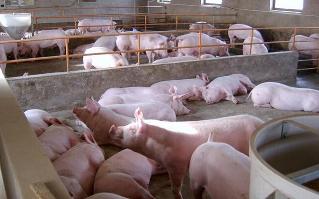 养猪的定位管理方法有哪些,养猪定位栏怎样做