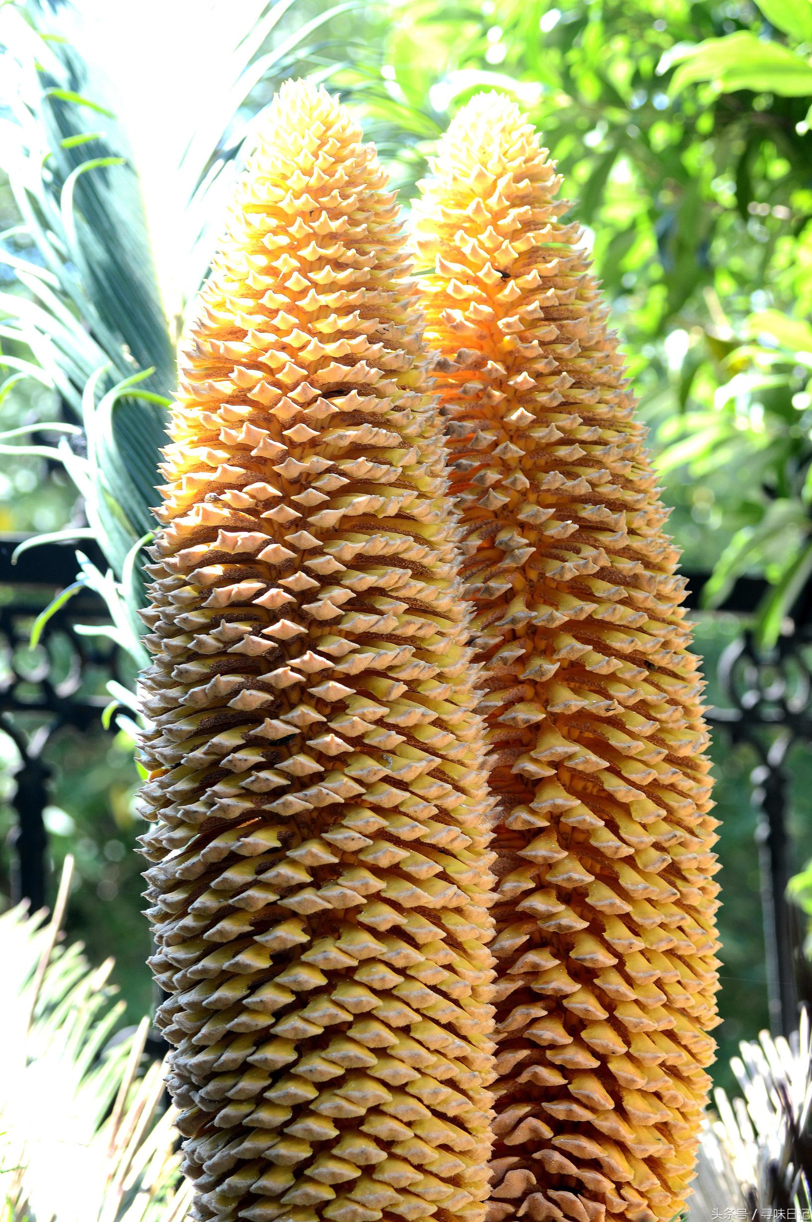 铁树开花主治功效,铁树开花的功效和用途