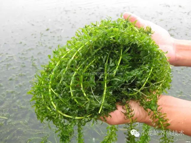 伊乐藻草籽如何栽培,河蟹塘伊乐藻的栽培