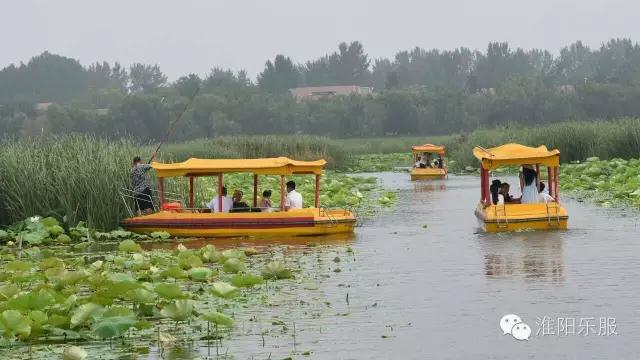 周口淮阳区龙湖赏荷,淮阳赏荷旅游开幕时间