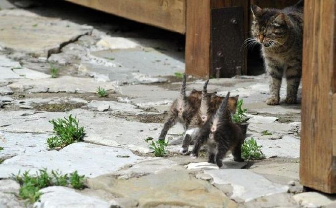 狗偷吃鸡爪糊弄主人,狗狗偷吃鸡爪完整视频