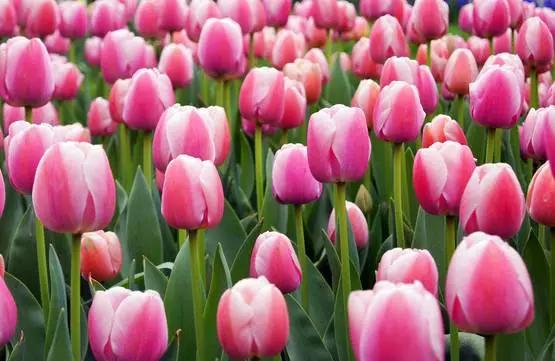 吃完这100种美食、看过这100种风景,可能再也离不开太仓!