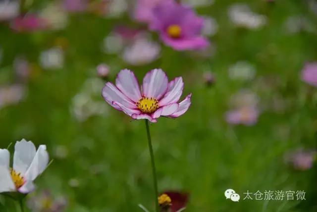 吃完这100种美食、看过这100种风景,可能再也离不开太仓!