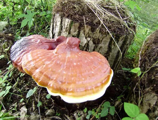 头晕脑胀想睡觉吃什么药,头晕眩晕吃灵芝孢子粉可以吗