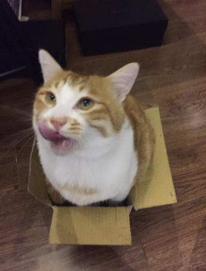 狗狗偷吃37包鸡爪,狗狗偷吃被发现瑟瑟发抖