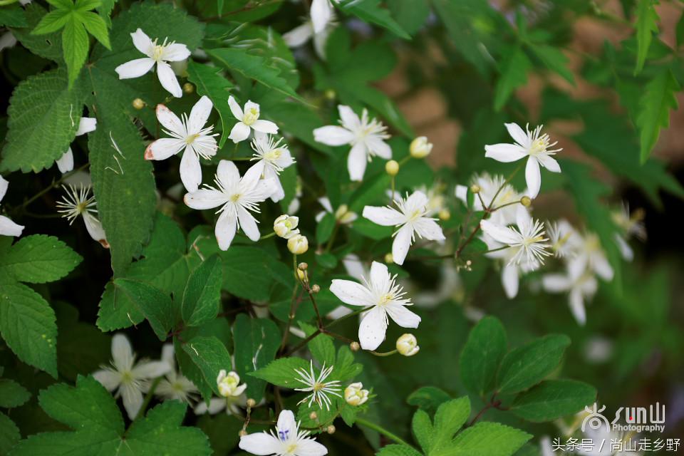 开满山野的它有“藤本花卉皇后”之称,可治虫蛇咬伤!