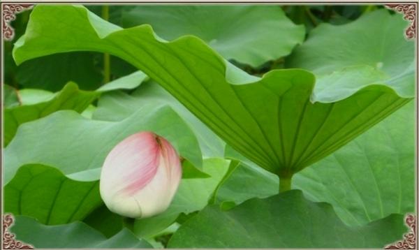 消暑加减肥，喝出好身材！