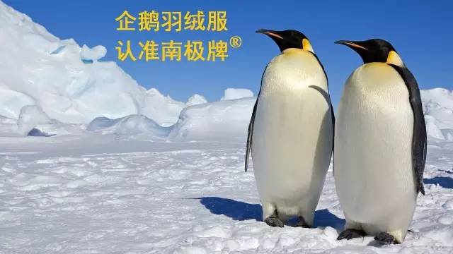 海洋动物 | 萌萌哒的企鹅君 在上古时期是洪荒巨兽！？