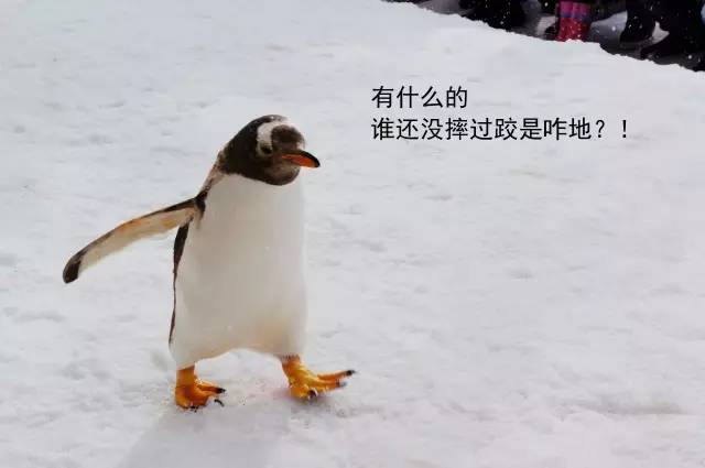 海洋动物 | 萌萌哒的企鹅君 在上古时期是洪荒巨兽！？