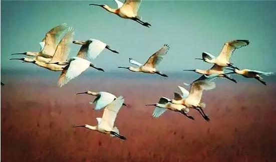 垦利县，再见垦利区，你好