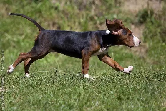 尊重狗,就让它像狗一样的生活!