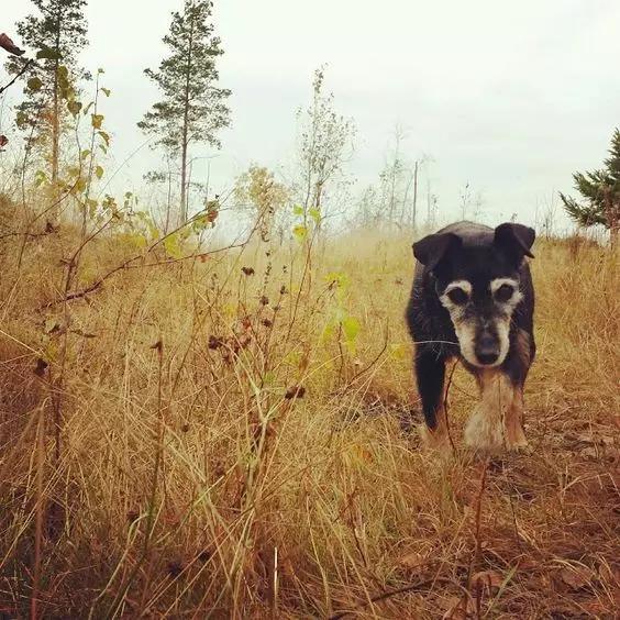 尊重狗,就让它像狗一样的生活!