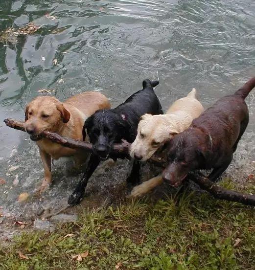 尊重狗,就让它像狗一样的生活!