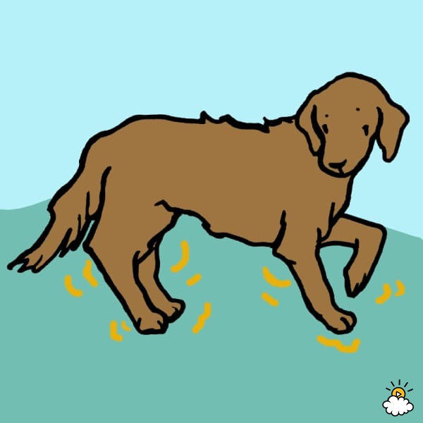 狗狗牙龈舌头发白是怎么回事,狗狗牙龈发炎吃甲硝唑吃几片