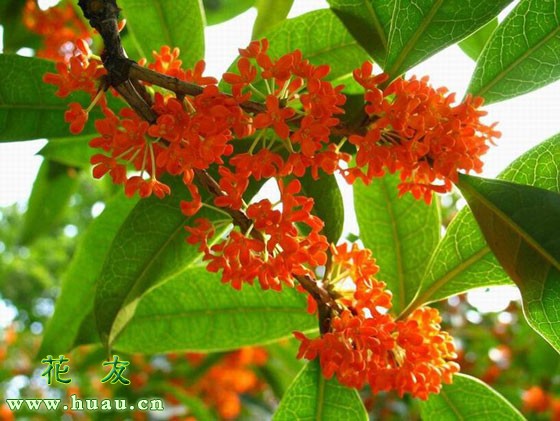 什么桂花品种最香,哪个桂花品种最香