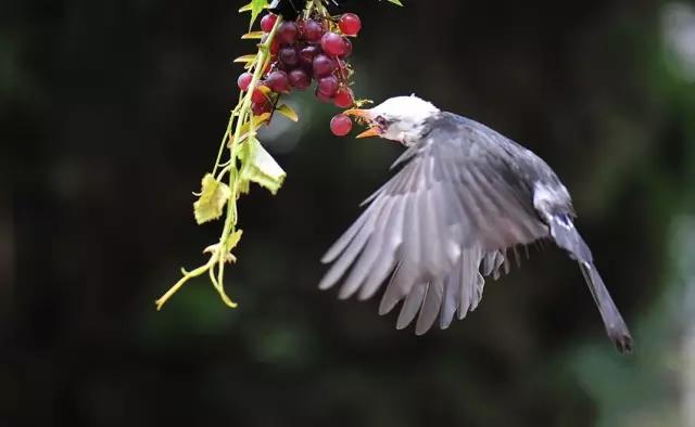 暑假去哪儿到白坭采摘夏日味道,暑假去哪玩新疆