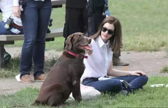 宠物可以治疗主人的疾病你知道么?