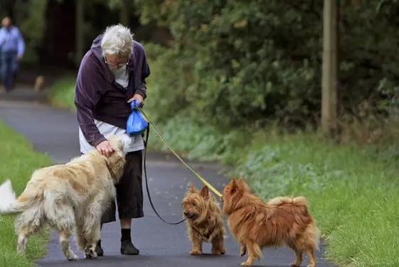 宠物可以治疗主人的疾病你知道么?