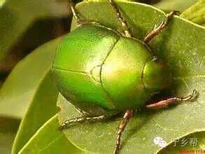 湖南乡村记实《童年杂记——虫伴》,值得一读!