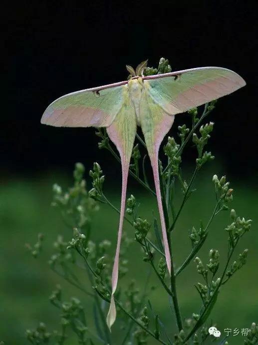 湖南乡村记实《童年杂记——虫伴》,值得一读!