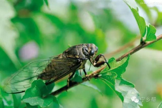 湖南乡村记实《童年杂记——虫伴》,值得一读!