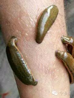 湖南乡村记实《童年杂记——虫伴》,值得一读!