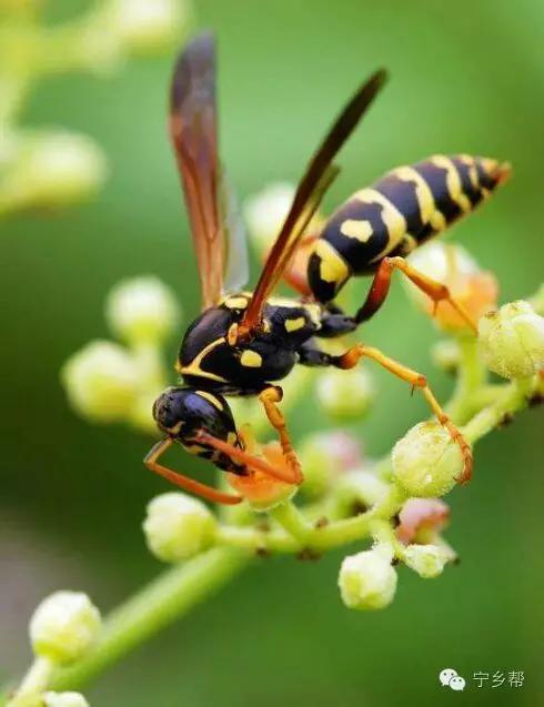 湖南乡村记实《童年杂记——虫伴》,值得一读!