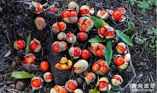 盘点6种奇葩水果,别看这6种奇葩水果长相怪异