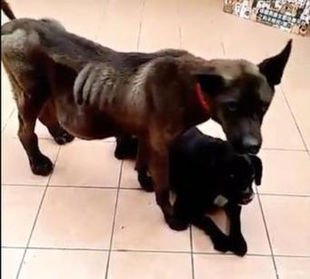 狗狗软便肚子咕噜咕噜响怎么回事,狗狗肚子硬硬的一碰就疼发抖