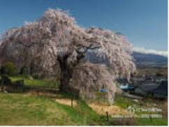 OLYMPUSPEN-F开发团队访谈