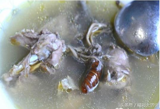 金蝉花和冬虫夏草哪个作用强,冬虫夏草和金蝉花有什么关系