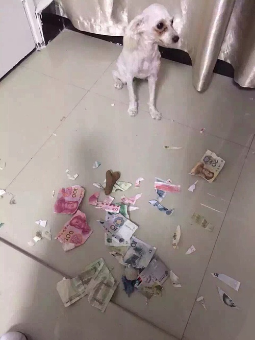 狗狗为什么如此热衷于拆家,拆家的狗狗该不该打