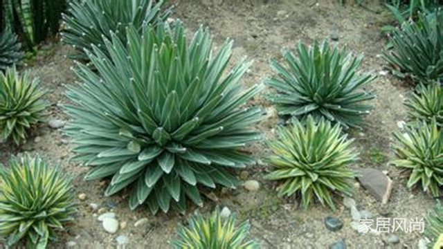 孕妇可以养净化空气的室内植物,室内适合孕妇净化空气的植物