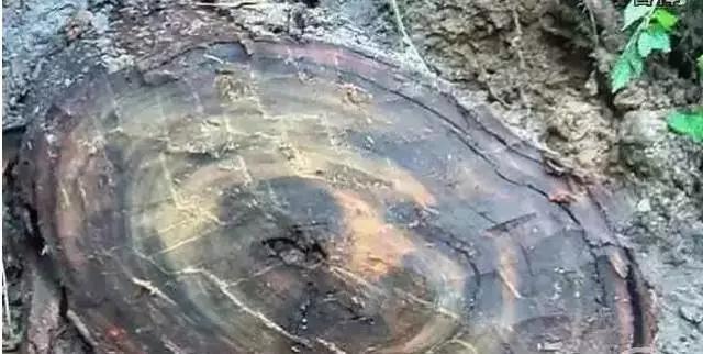 老宅发现100年前乌木,江西小山村挖出价值1亿的乌木