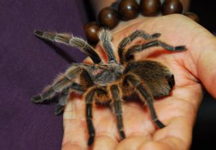 另类宠物推荐,智利火玫瑰狗狗