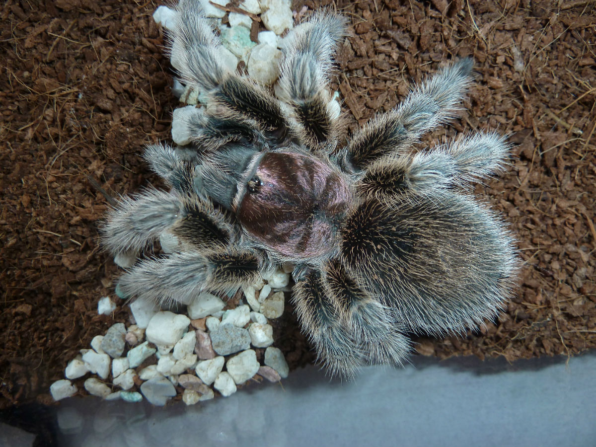 另类宠物推荐,智利火玫瑰狗狗