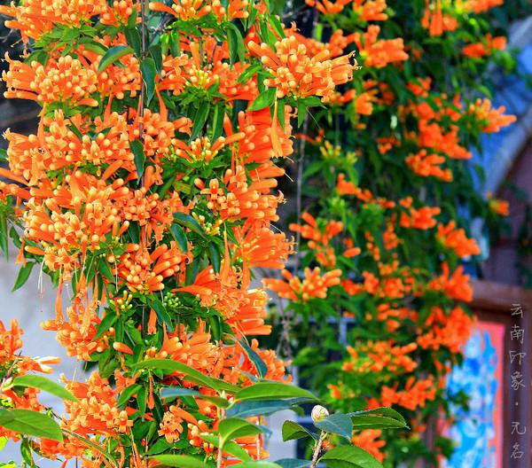 人生若只如初见在广州,人生若只如初见云南