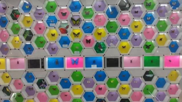 太原投资2000万风情文化节!引来50万只萤火虫!20万只蝴