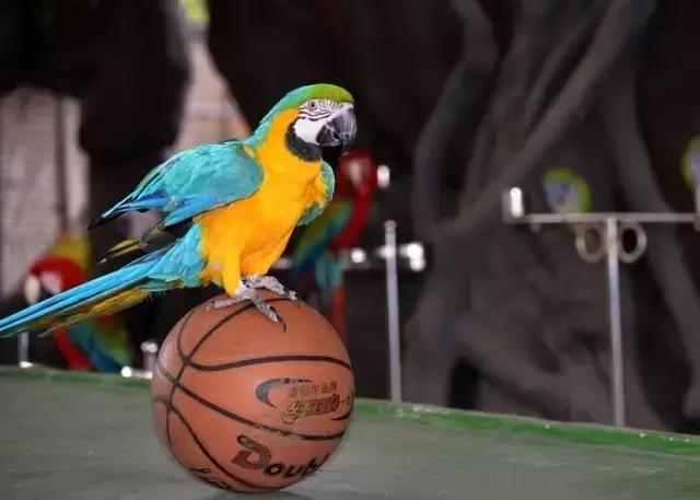 太原投资2000万风情文化节!引来50万只萤火虫!20万只蝴